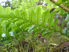 polypodium californicum
